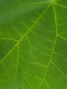 the uniqueness of the green leaf