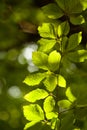 Green leaf veins texture