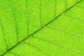 Green leaf veins, Vibrant green leaf macro abstract texture background Royalty Free Stock Photo