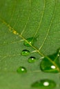 Green leaf with veins and water droplets close up macro top view Royalty Free Stock Photo