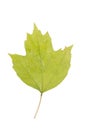 Green leaf viburnum on a white background