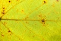 Green leaf with viens background Royalty Free Stock Photo