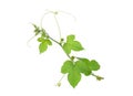 Green leaf of vine plants isolate on white Royalty Free Stock Photo