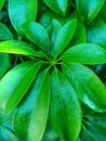 Green leaf walisongo Royalty Free Stock Photo