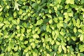Green leaf wall Royalty Free Stock Photo