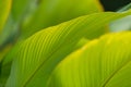 Green leaf wall and background