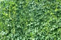 Green leaf wall background texture in the garden Royalty Free Stock Photo