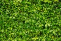 Green leaf wall of Ficus shrub plant, closeup image for greenery background