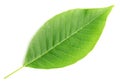 Green leaf of walnut tree isolated on white, top view Royalty Free Stock Photo