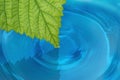 Green leaf in the water Royalty Free Stock Photo