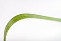 Leaf with water dro on white background Royalty Free Stock Photo