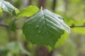 Green leaf with water drop closeup Royalty Free Stock Photo