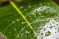 Green leaf water drop closeup plant nature background Royalty Free Stock Photo