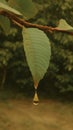 Green leaf with water drop dripping showing reflection Royalty Free Stock Photo