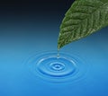 Green leaf with water drop falling. Royalty Free Stock Photo