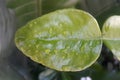 Green Leaf water drop fresh Royalty Free Stock Photo