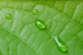 Green leaf with water drop. Nature horizontal background Royalty Free Stock Photo