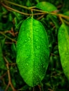Green leaf on water drop wallpaper gardening home plants