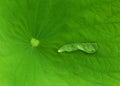 A green leaf with water drop. Royalty Free Stock Photo