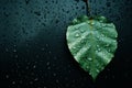 a green leaf with water droplets on a black background Royalty Free Stock Photo