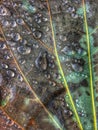 Leaf and water