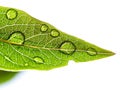 Green leaf with water droplets Royalty Free Stock Photo