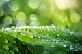Green Leaf With Water Droplets Royalty Free Stock Photo