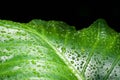 Green leaf with water droplets,Closeup. Royalty Free Stock Photo