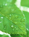 Green leaf with water droplets Royalty Free Stock Photo