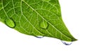 Green leaf with water droplets Royalty Free Stock Photo