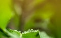 Green leaf with water droplets in the nature ,Closeup Royalty Free Stock Photo