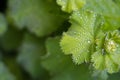 Green leaf with Water droplets Royalty Free Stock Photo