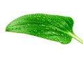 Green leaf with water droplets Royalty Free Stock Photo