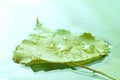 Green leaf with water drops