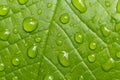 Green leaf with water drops, abstract background Royalty Free Stock Photo