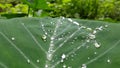 Green leaf water drops abstract