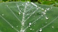 Green leaf water drops abstract