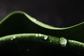 Green leaf with water drops as environmental background, nature Royalty Free Stock Photo