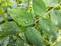 Green Leaf With Water Drops