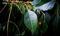 Green leaf with water drops for background. Close up of a water drops on leaves Royalty Free Stock Photo