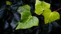 Green leaf with water drops for background. Close up of a water drops on leaves Royalty Free Stock Photo