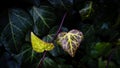 Green leaf with water drops for background. Close up of a water drops on leaves Royalty Free Stock Photo