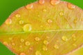 Green leaf with water drops for background, concept of pure nature.Natural background, free space. Royalty Free Stock Photo