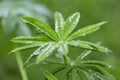 Green leaf with water drops for background. Green leaf with morning dew close up. grass and dew abstract background. Natural green Royalty Free Stock Photo