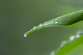 Green leaf with water drops for background. Green leaf with morning dew close up. grass and dew abstract background. Natural green Royalty Free Stock Photo