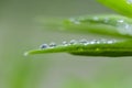 Green leaf with water drops for background. Green leaf with morning dew close up. grass and dew abstract background. Natural green Royalty Free Stock Photo
