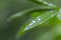 Green leaf with water drops for background. Green leaf with morning dew close up. grass and dew abstract background. Natural green Royalty Free Stock Photo