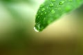 Green leaf with water drops