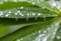 Green leaf with water drops for background. Green leaf with morning dew close up. grass and dew abstract background. Natural green Royalty Free Stock Photo