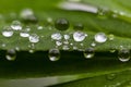 Green leaf with water drops for background. Green leaf with morning dew close up. grass and dew abstract background. Natural green Royalty Free Stock Photo